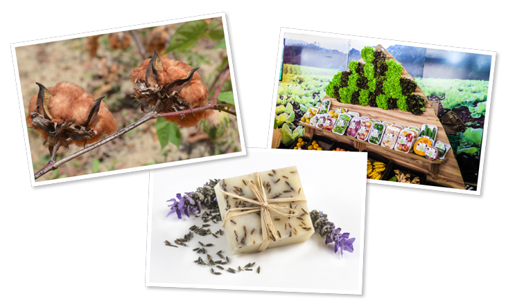 produtos-organicos-diversos